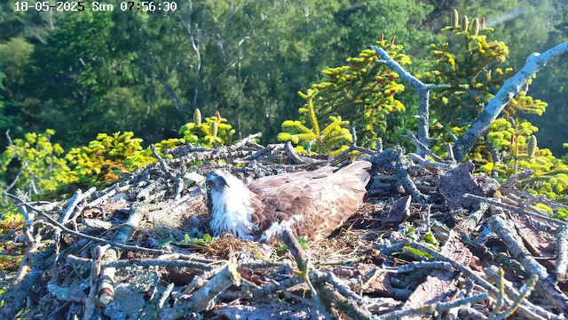 A bird of prey, possibly a hawk, is sitting in its nest made of twigs and branches. The nest is situated high in a tree with lush green foliage, and sunlight illuminates the scene. The background consists of dense green trees under a clear sky. The timestamp in the top left corner indicates the date and time as May 18, 2025, at 7:56 AM.
