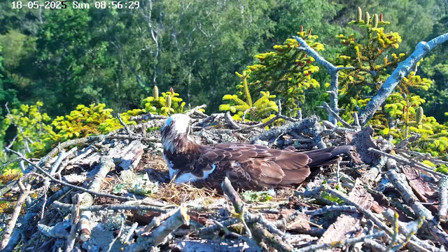 A young osprey nest with a single bird sitting on a nest made of sticks and branches. The background is filled with green trees and foliage, and sunlight illuminates the scene. The timestamp at the top indicates it was taken on May 18, 2025, at 8:56 AM.