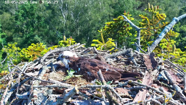A close-up view of a bird of prey, likely an osprey, sitting on its nest made of sticks and branches. The nest is situated among green foliage, with a background of dense trees under a clear sky. The bird has brown and white feathers, with a striking yellow eye and a hooked beak, and appears to be resting or observing its surroundings. The image is timestamped in the top left corner as "18-05-2025 Sun 09:56:29".