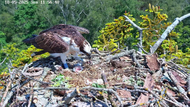 A Philippine eagle, with brown and white feathers, is perched on a nest made of twigs and branches on top of a tree. The eagle is bent over, feeding a small, partially eaten prey. Surrounding the nest are green foliage and branches, with a dense forest in the background. The image has a timestamp at the top indicating the date and time as May 18, 2025, at 11:56:40 AM.
