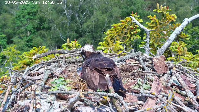 A bird of prey, possibly an osprey, is sitting in its nest made of sticks and branches on a tree branch. The bird is facing away from the camera, tending to its nest, with a background of lush green trees and foliage. The image appears to be captured from a webcam, with a timestamp indicating it was taken on May 18, 2025, at 12:56:35 on a Sunday.