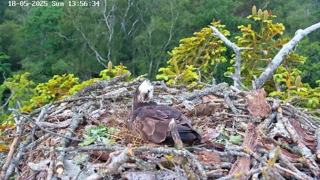 A bird with dark brown and white feathers is sitting in a large nest made of sticks and twigs. The nest is situated among green foliage and branches of a tree, with a background of dense green trees. The image is timestamped May 18, 2025, at 13:56:34 on a Sunday.