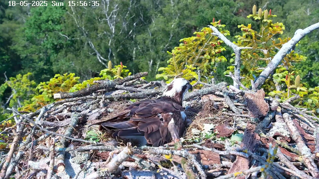A close-up view of an osprey sitting in its nest made of sticks and branches, surrounded by green foliage and trees in the background. The osprey has a white head with a dark eye stripe, brown wings, and is facing slightly to the right. The timestamp at the top indicates the date and time as 18th May 2025, 3:56 PM.