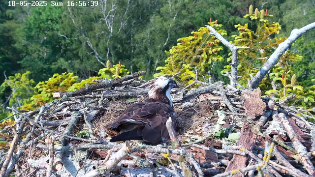 An adult bird of prey, likely an osprey, is sitting on a large nest made of sticks, leaves, and moss. The nest is built high among green coniferous trees with bright green foliage. The background shows a dense forest with tall trees. The image timestamp indicates the date as May 18, 2025, and the time as 16:56:39 on a Sunday.