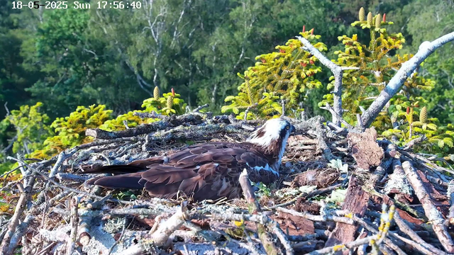 A bird of prey, likely an osprey, is sitting in a large nest made of sticks and twigs. The nest is situated among green trees with bright, needle-like leaves. The background shows a lush forest with dense foliage. The image appears to be taken in daylight, with sunlight illuminating the scene. There is a timestamp at the top left corner displaying the date "18-05-2025" and the time "17:56:40" on a Sunday.
