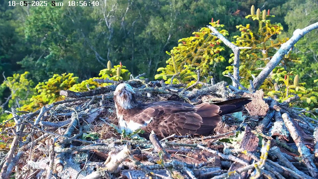A young bird, likely an osprey, is sitting in a large nest made of twigs and branches. The nest is situated high up in a tree with green foliage and young, yellow-green pine cones. The background shows a dense forest with sunlight filtering through the trees. The image has a timestamp at the top indicating the date and time as 18-05-2025, Sunday, 18:56:40.