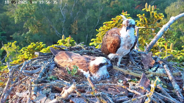 Two ospreys are sitting on a large nest made of sticks and branches. One osprey is standing upright on the right side of the nest, looking alert with its head turned slightly to the left. The other osprey is lying down on the left side of the nest, resting with its head lowered and eyes partly closed. The nest is situated high in a tree, with green foliage and branches in the background. The image also has a timestamp in the top left corner showing the date as May 18, 2025, and the time as 19:56:35.