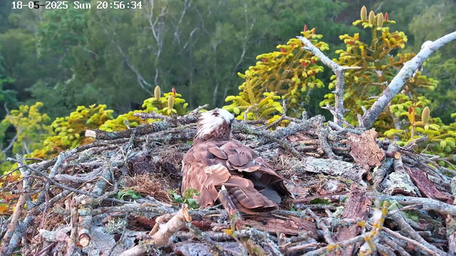 A bird of prey, likely an osprey, is sitting on its nest made of sticks and branches. The nest is situated atop a tree with green, needle-like leaves and budding red-tipped conifer cones. In the background, there is a dense forest of tall trees with green foliage. The top-left corner displays the date and time: 18-05-2025, Sunday, 20:56:34.