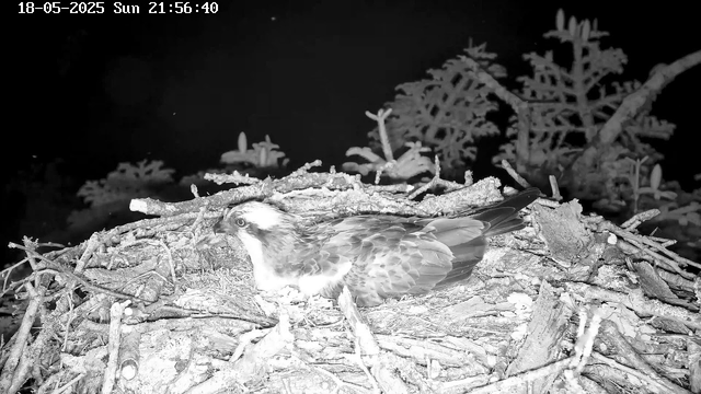 A bird, possibly an eagle or hawk, is sitting in a nest made of sticks and branches. The image is in black and white, and the nest is placed among some small, leafy tree branches. The background is dark, and the date and time are displayed at the top left corner: "18-05-2025 Sun 21:56:40."