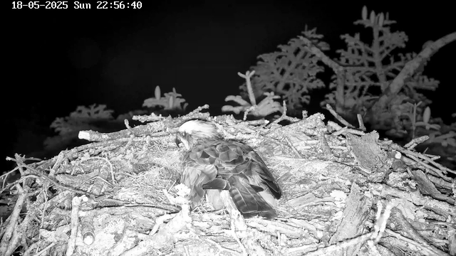 A bird with distinctive feather patterns is perched inside a large nest made of twigs and branches. The nest is situated among tree branches, with foliage visible in the background, all captured in black and white. The image appears to be taken at night or in low light conditions. The timestamp in the top left corner indicates the date and time as "18-05-2025 Sun 22:56:40".
