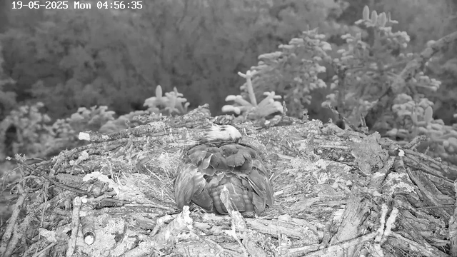 A bird is sitting in its nest made of sticks and twigs, with a background of snow-covered trees. The image is in black and white, captured by a webcam, and the timestamp shows it was taken early in the morning.