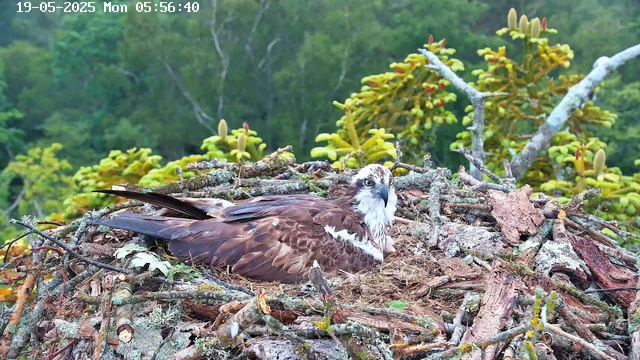 A young hawk is resting on its nest made of sticks and moss, situated in a forest with green foliage in the background. The hawk has brown and white feathers, and is looking attentively to the right. The nest is built among branches and surrounded by lush trees. The timestamp on the image indicates the date and time as 19-05-2023, Monday at 05:56:40.