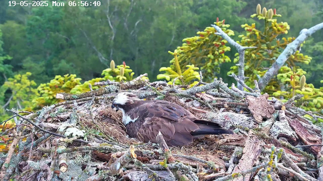 An osprey is sitting on its nest made of sticks, placed high in a tree. The nest is surrounded by green foliage and branches. The background shows a dense, leafy forest. The image is timestamped "19-05-2025 Mon 06:56:40" at the top left corner.