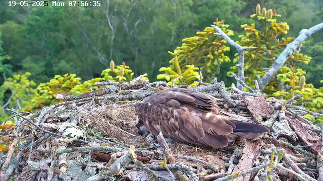 A bird of prey, likely an osprey, is sitting in a large nest made of sticks and twigs. The bird is resting with its head tucked into its feathers. The nest is situated high in a tree, surrounded by green foliage and branches, with a background of dense forest. The image is timestamped "19-05-2025 Mon 07:56:35" in the top left corner.