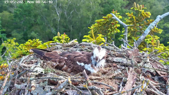 A young osprey is resting in its nest made of sticks and twigs, situated high in a tree with green foliage in the background. The bird has brown and white feathers, with a distinctive white head featuring brown streaks, and appears to be preening itself or resting. The scene is captured on a camera with a timestamp of May 19, 2025, at 8:56 AM.