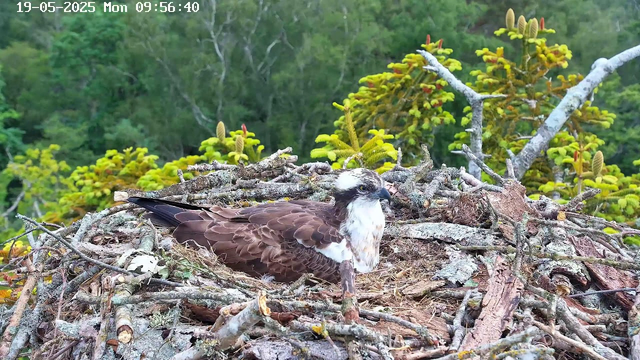 A young osprey bird with brown and white feathers is sitting in a nest made of sticks and bark. The nest is located high in a tree, with green foliage and other trees in the background. The bird is looking to the right, and the scene appears to be in a natural forested area. The image has a timestamp at the top left corner indicating it was taken on May 19, 2025, at 9:56 AM.