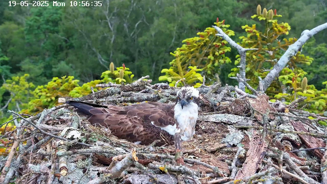 An osprey is sitting in its nest made of sticks and twigs, with a background of green trees and foliage. The nest is located high above the ground, surrounded by yellow-green plants and branches. The date and time displayed at the top left corner indicate "19-05-2025 Mon 10:56:35."