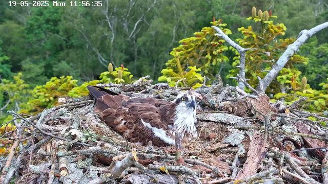 A young bird of prey, likely an osprey, is lying in its nest made of sticks and twigs. The nest is situated high in a tree, with lush green foliage and some yellow-green leaves surrounding it. The bird has brown and white feathers, a sharp beak, and striking yellow eyes. The background shows a dense forest with trees and greenery. The timestamp at the top left reads "19-05-2025 Mon 11:56:35."