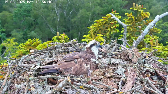 A close-up view of an osprey sitting on its nest made of sticks and branches. The nest is situated among green trees and foliage. The osprey has a white head with a dark eye stripe, yellow eyes, and brown feathers covering its body and wings. The background is lush with leafy green trees, and the image shows a timestamp indicating the date and time as May 19, 2025, at 12:56:40 PM.