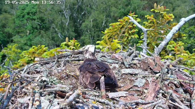 A bird with brown and white feathers is sitting in its nest made of twigs and branches on top of a tree. The background features dense green foliage and trees, and it is daytime. The image has a timestamp at the top left corner indicating the date as May 19, 2025, and the time as 13:56:35.
