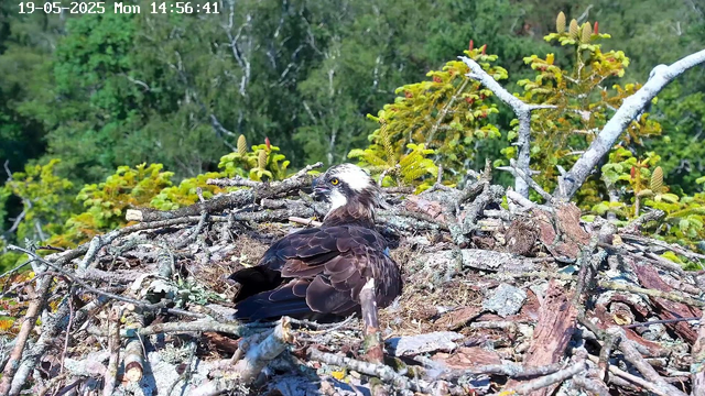A young osprey chick is sitting in a nest made of sticks and branches on a tree, surrounded by green foliage. The chick has dark brown feathers with lighter patches on its head and bright yellow eyes, and it is looking slightly to the side. The background consists of dense green trees. The timestamp on the image reads "19-05-2025 Mon 14:56:41."