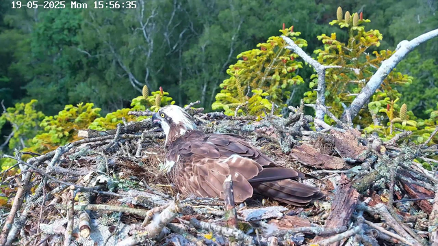 A bird of prey, likely an osprey, is sitting on a large nest made of sticks and twigs on a tree branch. The nest is filled with natural debris, and the background features lush green foliage and trees. The image has a timestamp at the top left corner showing the date as 19-05-2025 and the time as 15:56:35.