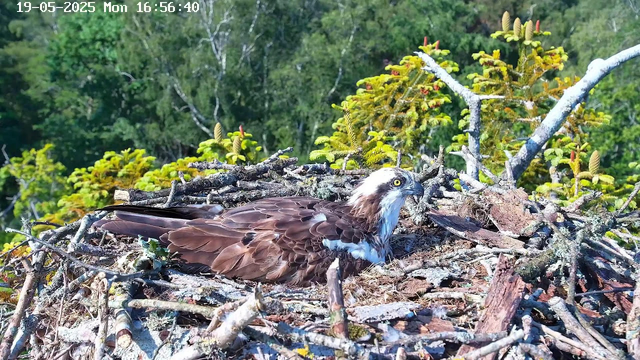 A juvenile hawk is resting in its nest made of twigs and branches, surrounded by green foliage and trees under a clear sky. The image includes a timestamp showing "19-05-2025 Mon 16:56:40" in the top left corner.