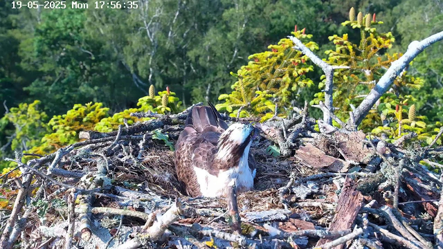 A bird with brown and white feathers is sitting in an open nest made of twigs, positioned on a tree branch. The nest is surrounded by green foliage and small plants, with additional tree branches and leaves visible in the background. The timestamp and date are displayed at the top left corner of the image.