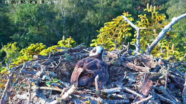 A bird, likely an osprey, is sitting in its nest made of sticks and twigs. The nest is situated among green foliage and trees, with a background of lush greenery. The image appears to be taken in natural daylight, and there is a timestamp indicating the date and time at the top.