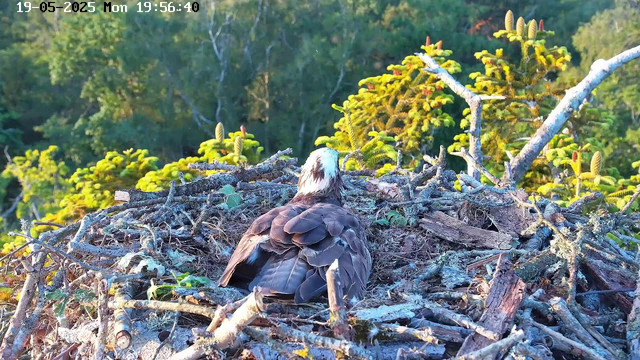 A bird of prey, likely an osprey, is sitting in its nest made of sticks and twigs. The nest is situated high in a tree, with lush green foliage and yellowish-green plants in the background. The image is taken during daylight, and the time and date shown on the top left corner are May 19, 2025, at 19:56:40.