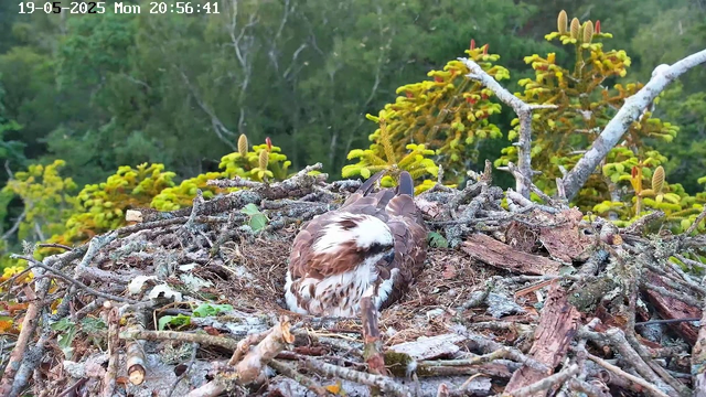 A young bird of prey, likely an osprey, is sitting in a large nest made of sticks and twigs on a tree. The bird has brown and white feathers and appears to be resting or preening itself. Surrounding the nest are green foliage and the tops of trees, with some yellowish-green plants in the background. The time and date are displayed at the top of the image as "19-05-2025 Mon 20:56:41".