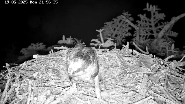 A bird is sitting in a nest made of twigs and branches on a tree branch at night. The image appears to be captured by a webcam, with a timestamp showing "19-05-2025 Mon 21:56:35" in the top left corner. The scene is in black and white.