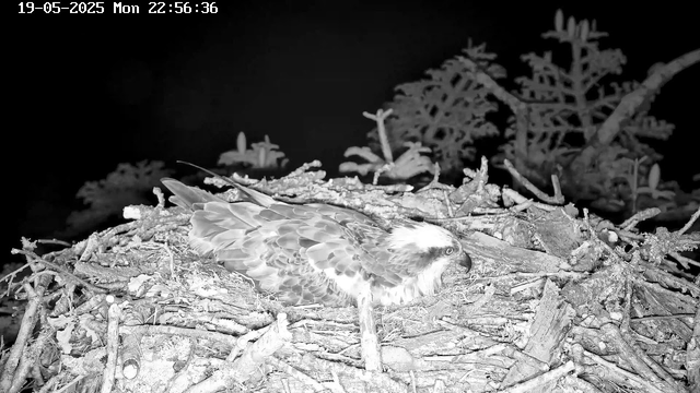 A close-up view of an adult bird of prey, possibly an eagle or hawk, lying on a large nest made of sticks and twigs. The bird has a distinct hooked beak and sharp eyes, with detailed feather patterns visible. The background is dark, with some foliage or tree branches faintly visible. The timestamp in the top corner indicates the date and time as May 19, 2025, at 10:56 PM.