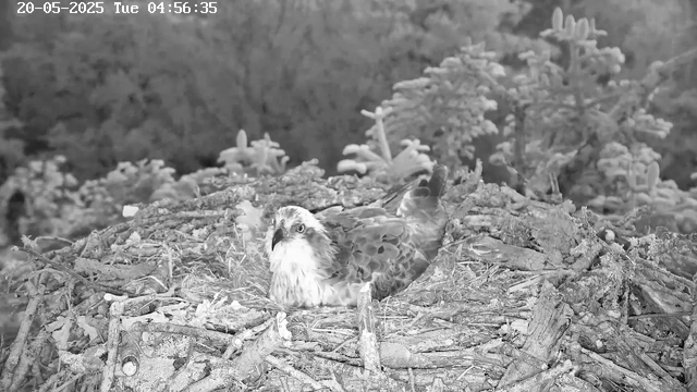 A bird of prey, likely a hawk or an eagle, is sitting in a nest made of twigs and branches. The nest is situated outdoors among some trees and foliage. The image is in black and white, and there is a timestamp in the upper left corner showing the date and time.