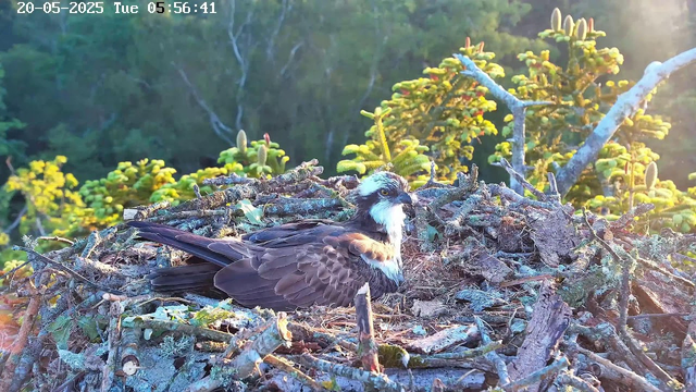 A fledgling bird, likely an osprey, is sitting in a nest made of sticks and twigs. The nest is situated among green foliage with yellow flowers and branches in the background. The scene is illuminated by soft sunlight, and the image appears to be taken from a webcam, with a timestamp showing the date as May 20, 2025, and the time as 05:56:41.