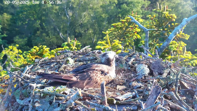 A bird, possibly an osprey, resting in a nest made of twigs and branches. The nest is situated high in a tree with dense green foliage in the background. The image has a timestamp of May 20, 2025, at 6:56 a.m. and shows a bright, sunny day.