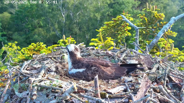A bird, likely an osprey, is resting in a nest made of sticks and twigs on a tree branch. The nest is situated among green foliage, with coniferous trees in the background. The image has a timestamp in the upper left corner reading "20-05-2025 Tue 07:55:41".