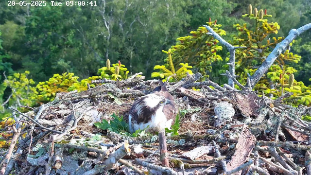 A hawk is sitting in a nest made of sticks, leaves, and moss, located high in a tree with green foliage. The nest appears to be on a branch, surrounded by small pine or coniferous trees. The background shows a dense forest with sunlight filtering through the leaves. The image has a timestamp in the top left corner indicating it was taken on May 20, 2025, at 9:00 a.m.
