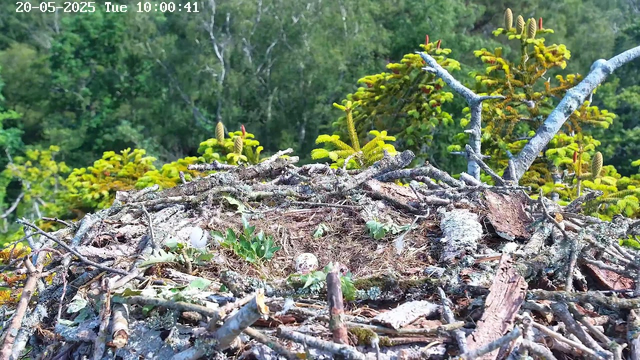 A bird's nest made of sticks and moss is situated in a tree, with a background of lush green foliage and pine branches. The image appears to be captured from a webcam, with a timestamp reading "20-05-2025 Tue 10:00:41" in the top left corner.