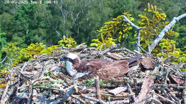 An osprey is resting in its nest made of twigs and branches, situated high among green foliage. The bird has brown and white feathers, with a distinctive white head marked by a dark eye stripe. It appears to be feeding, with its beak holding some food. The background shows a lush forest with various trees and bright green leaves. The timestamp at the top left indicates the date as May 20, 2025, and the time as 11:00:41.