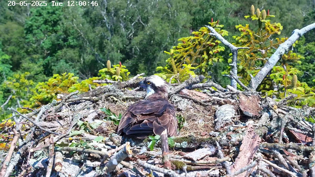 A young bird of prey, likely an osprey, is perched on its nest made of sticks and branches. The nest is situated high in a tree amidst dense green foliage. The bird is looking over its shoulder, showing its sharp beak and piercing eyes. The background features a lush forest with various shades of green leaves and some pine cones. The image also includes a timestamp at the top left corner reading "20-05-2025 Tue 12:00:46."