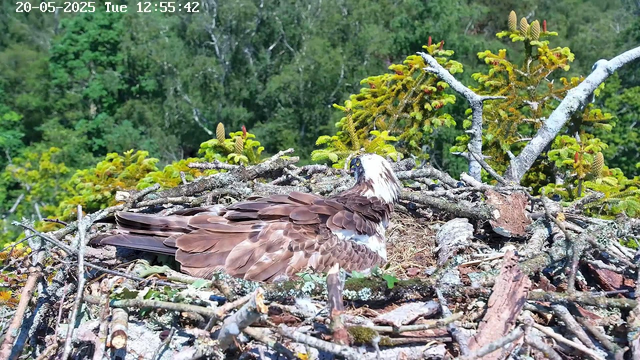 A bird of prey, likely an osprey, is resting in its nest made of twigs and branches. The nest is situated amid green foliage with small young conifer cones visible on the branches. The background features dense green trees, and the top left corner displays the date and time: "20-05-2025 Tue 12:55:42."