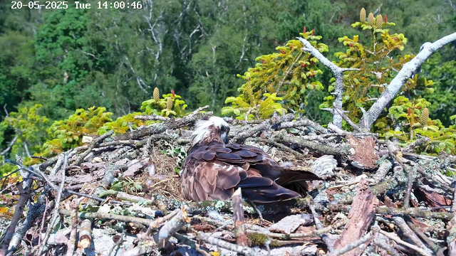 An osprey is sitting on its nest made of sticks and moss, surrounded by green trees and foliage. The bird is facing away, with its head turned slightly to the side, showing white and brown feathers. The nest is on a tree branch, and the background consists of dense greenery. The top left corner displays a timestamp and date.