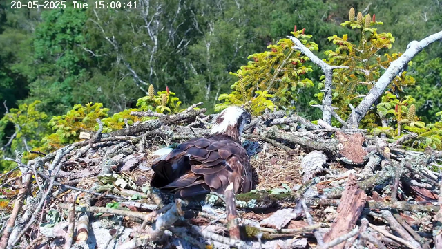 A bird of prey, likely an osprey, is sitting in a large nest made of sticks and surrounded by green foliage. The nest is located high in a tree, with a background of dense, leafy trees. The bird has brown and white feathers, and it appears to be resting or looking around. The timestamp on the image indicates the date as May 20, 2025, and the time as 15:00:41.