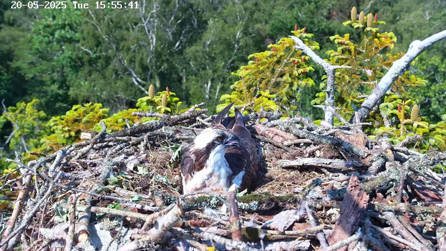 A hawk is resting in its nest made of sticks and branches, situated high in a tree. The nest is surrounded by green foliage and tree branches, with a background of dense forest. The hawk appears alert, with its head turned to the side, showing sharp features and piercing eyes. The image is captured by a webcam, with the date and time displayed at the top left corner.