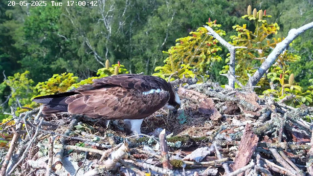 A raptor, likely an osprey, is standing on a nest made of sticks and branches atop a tree. The bird has brown and white feathers, with a distinctive white head and dark eye markings. It appears to be inspecting or tending to something inside the nest, set against a backdrop of lush green trees. The top left corner shows a timestamp and date: "20-05-2025 Tue 17:00:42."