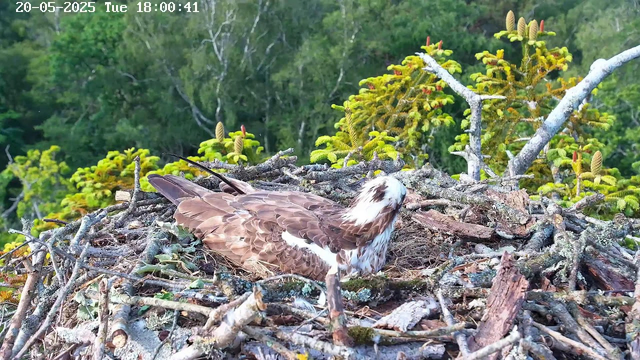 A young bird, likely an osprey, rests in its nest made of twigs and branches. The nest is situated among green foliage and trees, with bright green plants and some budding branches surrounding it. The background is filled with lush green leaves, creating a natural, outdoor setting. The top of the image displays the date and time: "20-05-2025 Tue 18:00:41".