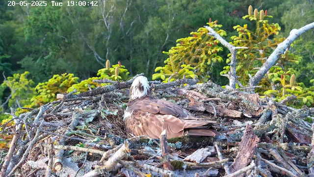 A bird of prey, likely an osprey, is sitting in its nest made of sticks and moss. The nest is situated high among green trees with healthy foliage. The background shows dense forest and the sky is clear. The image appears to be captured by a webcam, with a timestamp of May 20, 2025, at 19:00:42.
