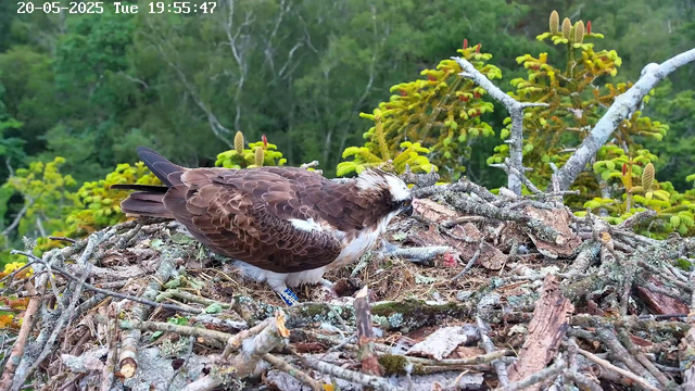 A bird of prey, possibly an osprey, is sitting on a nest made of sticks and moss on a tree. The surrounding area is lush with green trees and foliage. The bird has a white head with dark markings around the eyes, brown back and wings, and a white underside. It appears to be resting or observing its environment. The image is timestamped "20-05-2025 Tue 19:55:47" at the top left corner.
