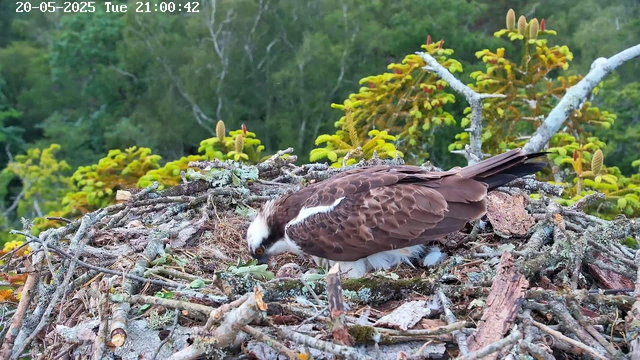 A bird of prey, possibly an osprey, is perched on its nest made of sticks and twigs. The bird is brown with a white head and has a sharp, hooked beak. It appears to be inspecting or foraging in the nest. In the background, there are green trees and yellowish-green plants. The timestamp on the image shows the date as May 20, 2025, and the time as 21:00:42.